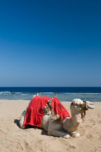OTTOBRE A MARSA ALAM. 